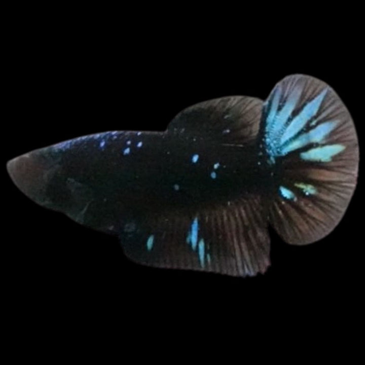 Rare Avatar Betta Fish