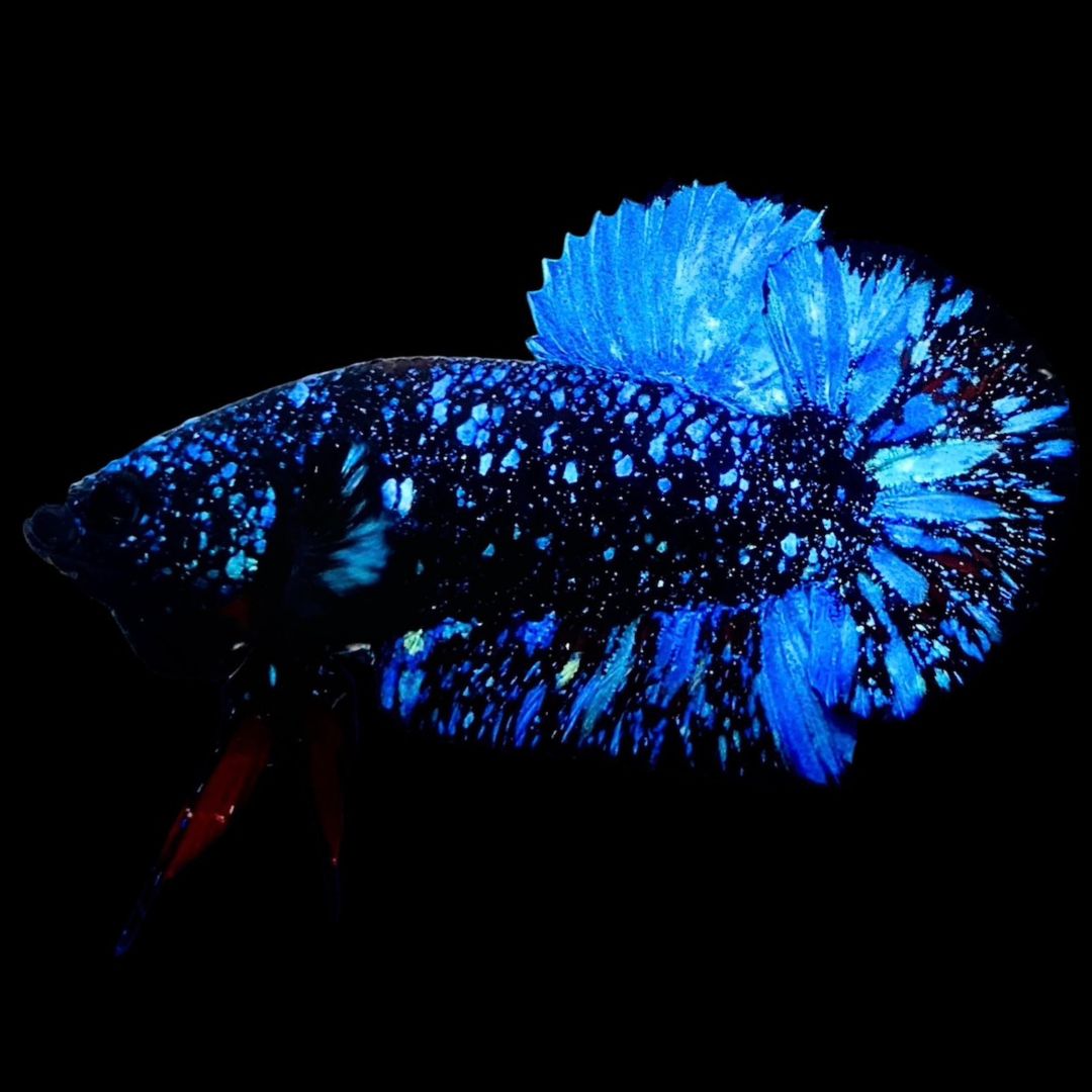 Rare Avatar Betta Fish