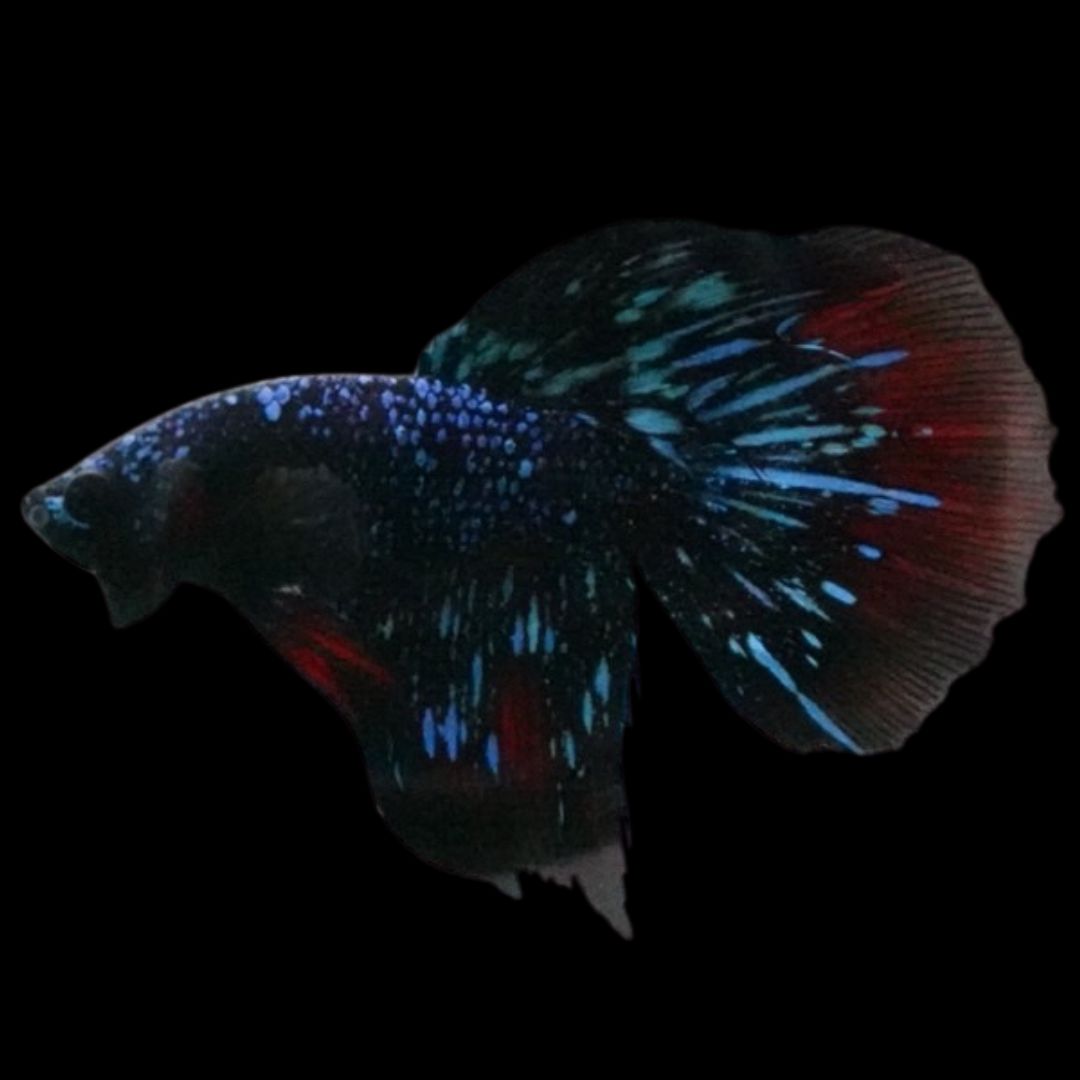 Rare Avatar Betta Fish
