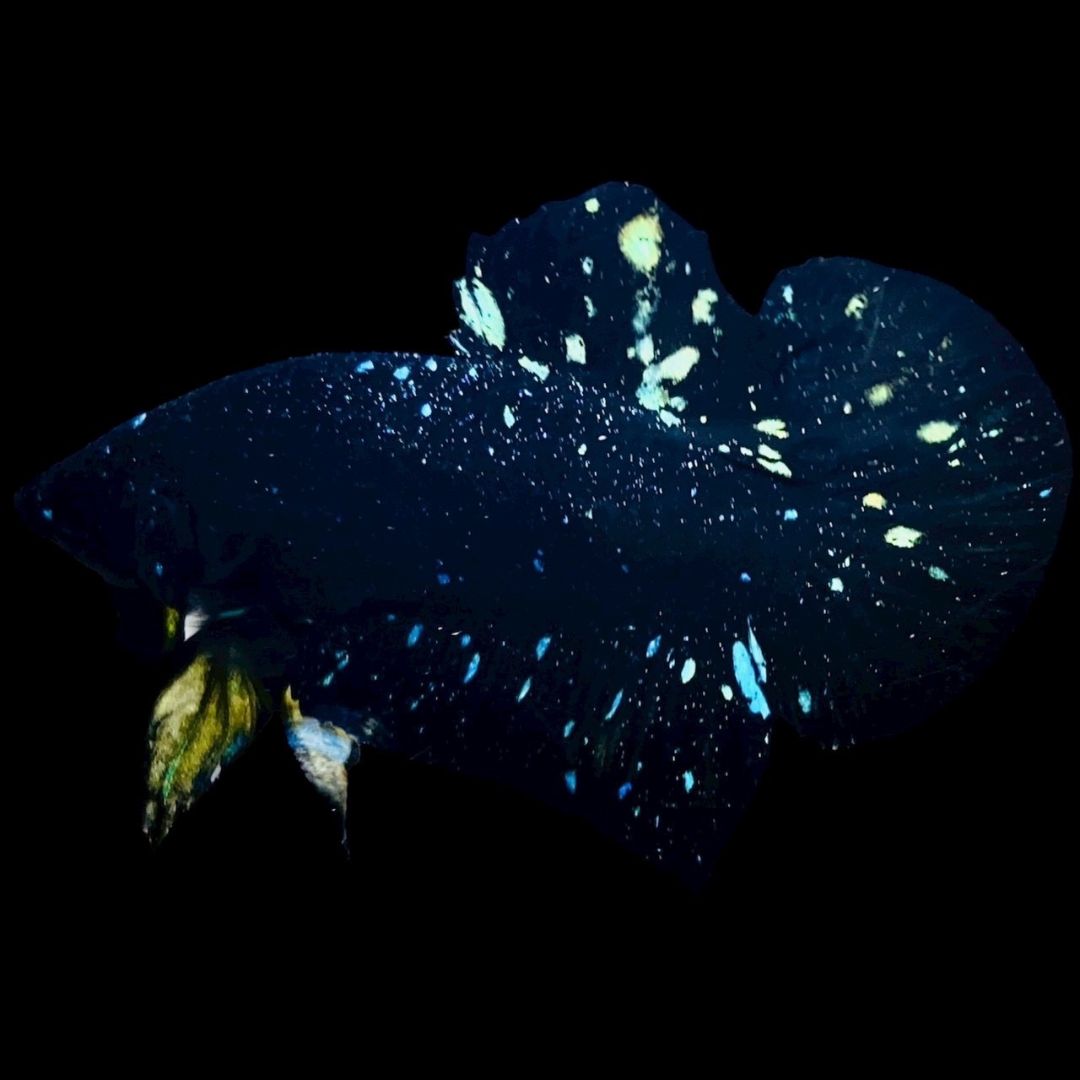 Rare Avatar Betta Fish