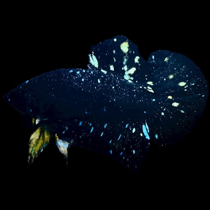 Rare Avatar Betta Fish