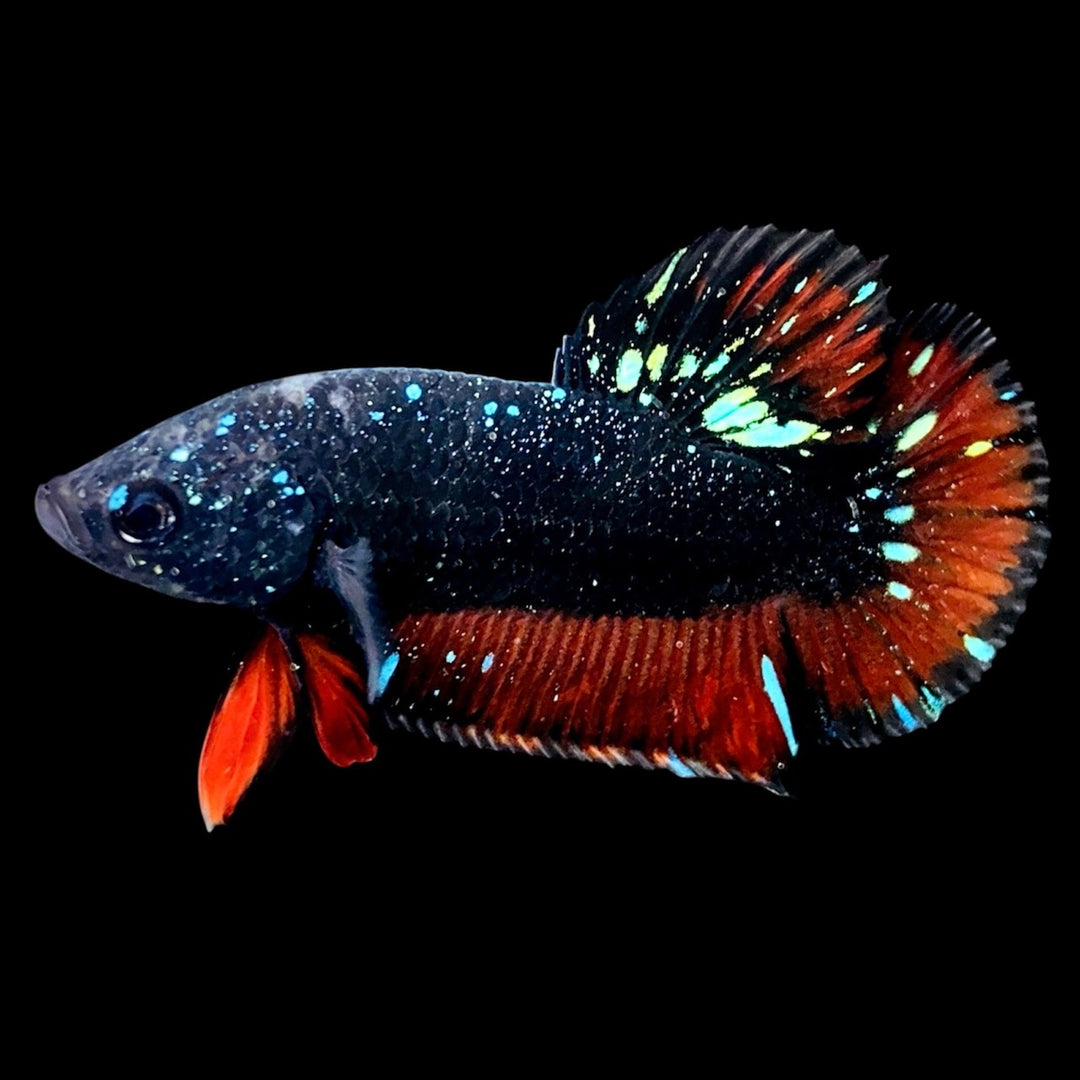 Rare Avatar Betta Fish