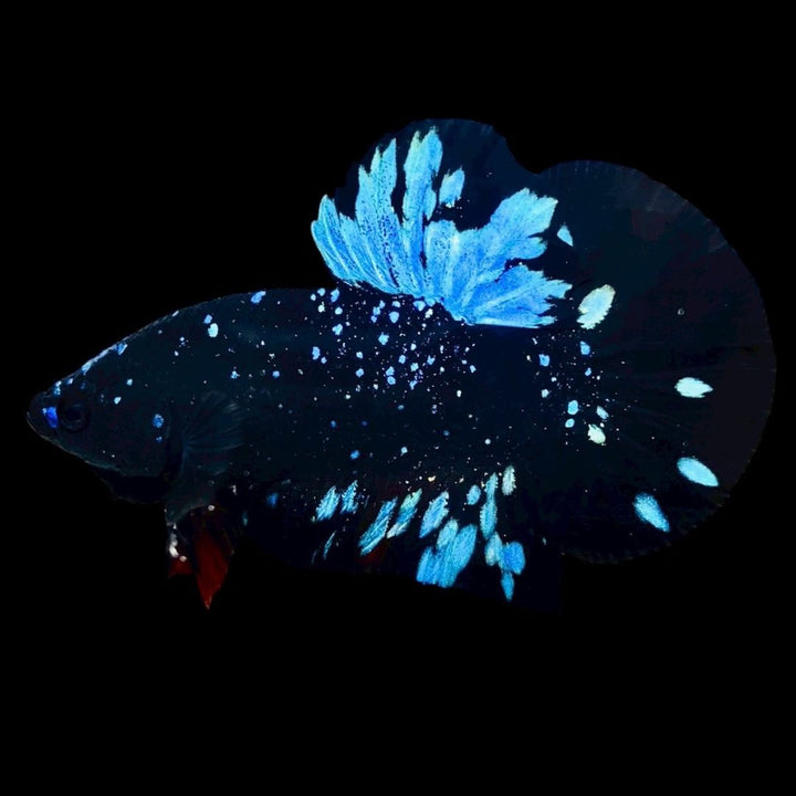 Rare Avatar Betta Fish