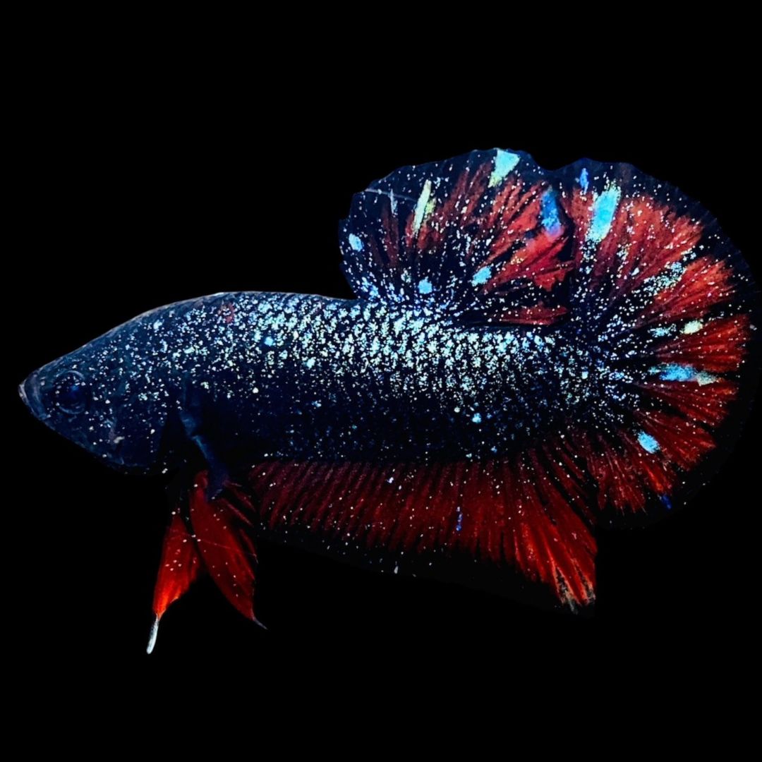 Rare Avatar Betta Fish