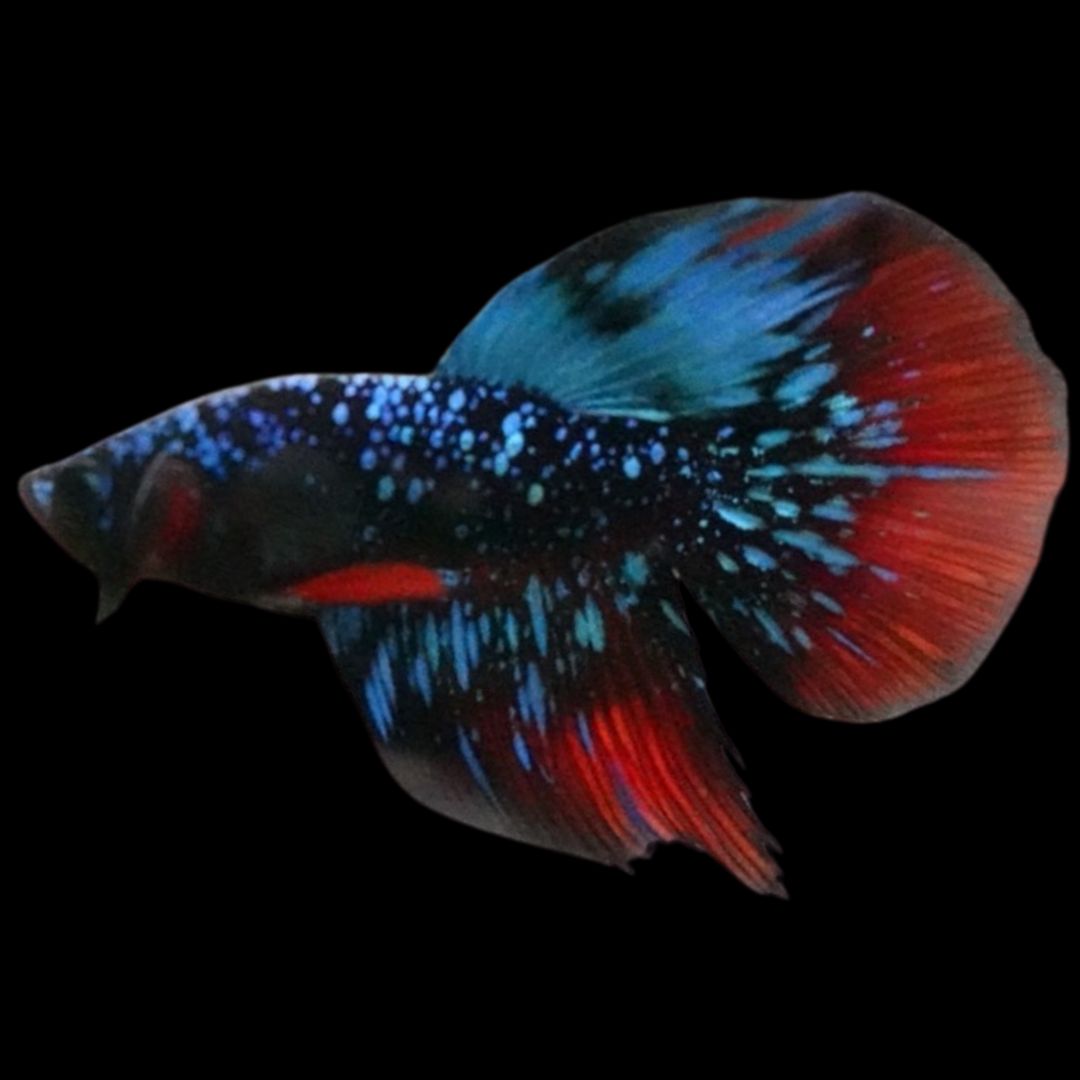 Rare Avatar Betta Fish