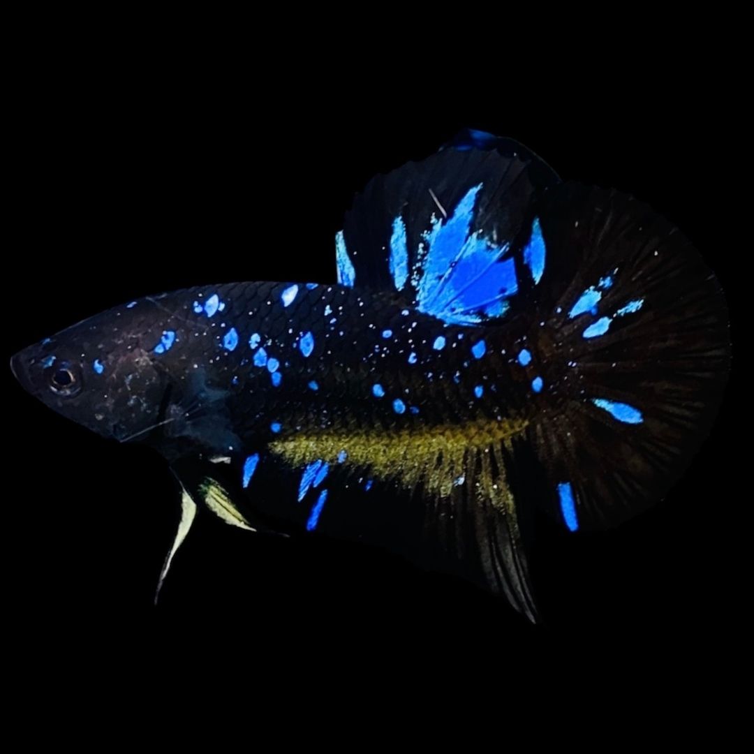 Rare Avatar Betta Fish - AV1001