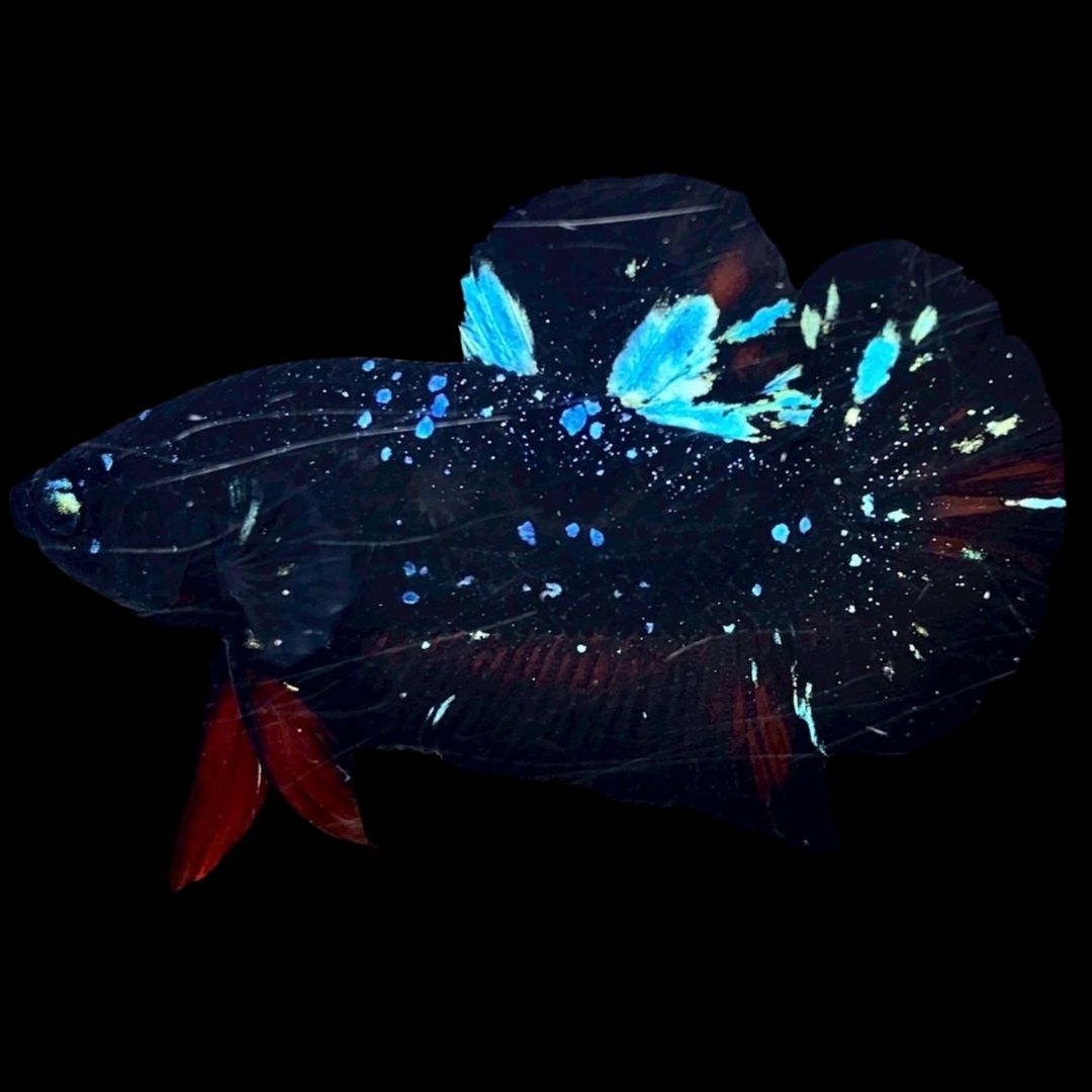 Rare Avatar Betta Fish