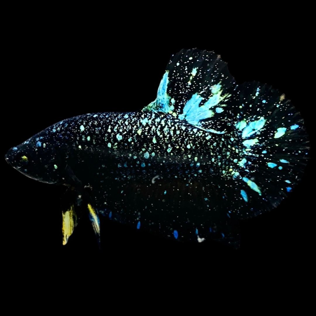Rare Avatar Betta Fish (Male)