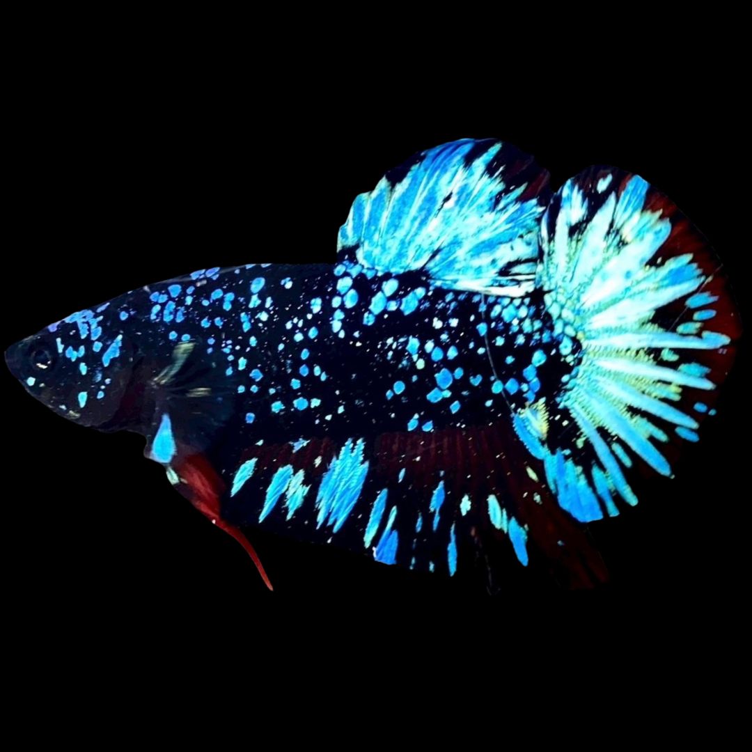 Rare Avatar Betta Fish
