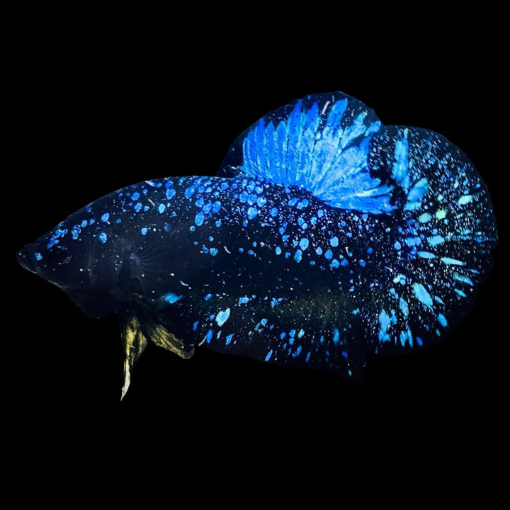 Rare Avatar Betta Fish
