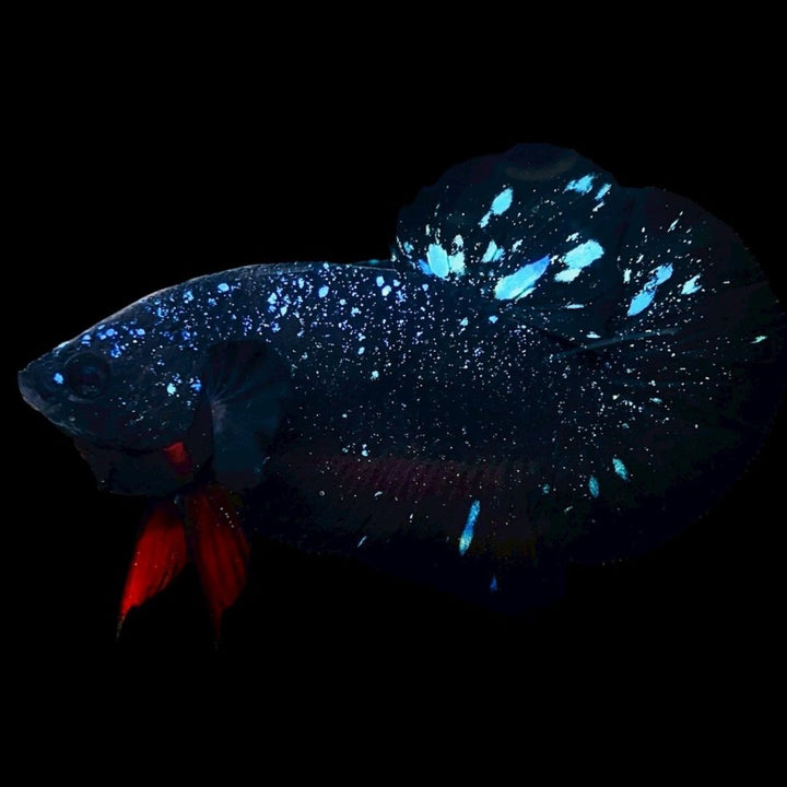 Rare Avatar Betta Fish