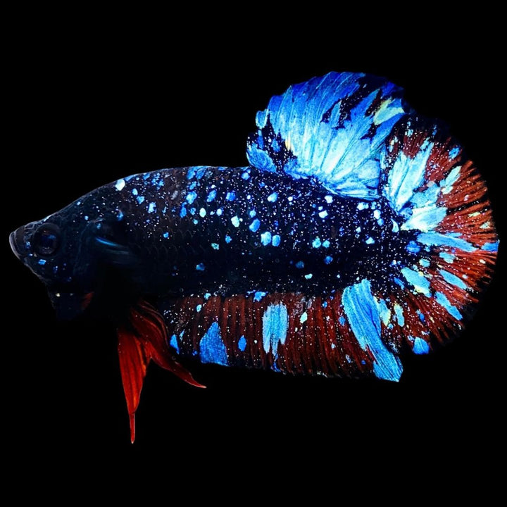 Rare Avatar Betta Fish