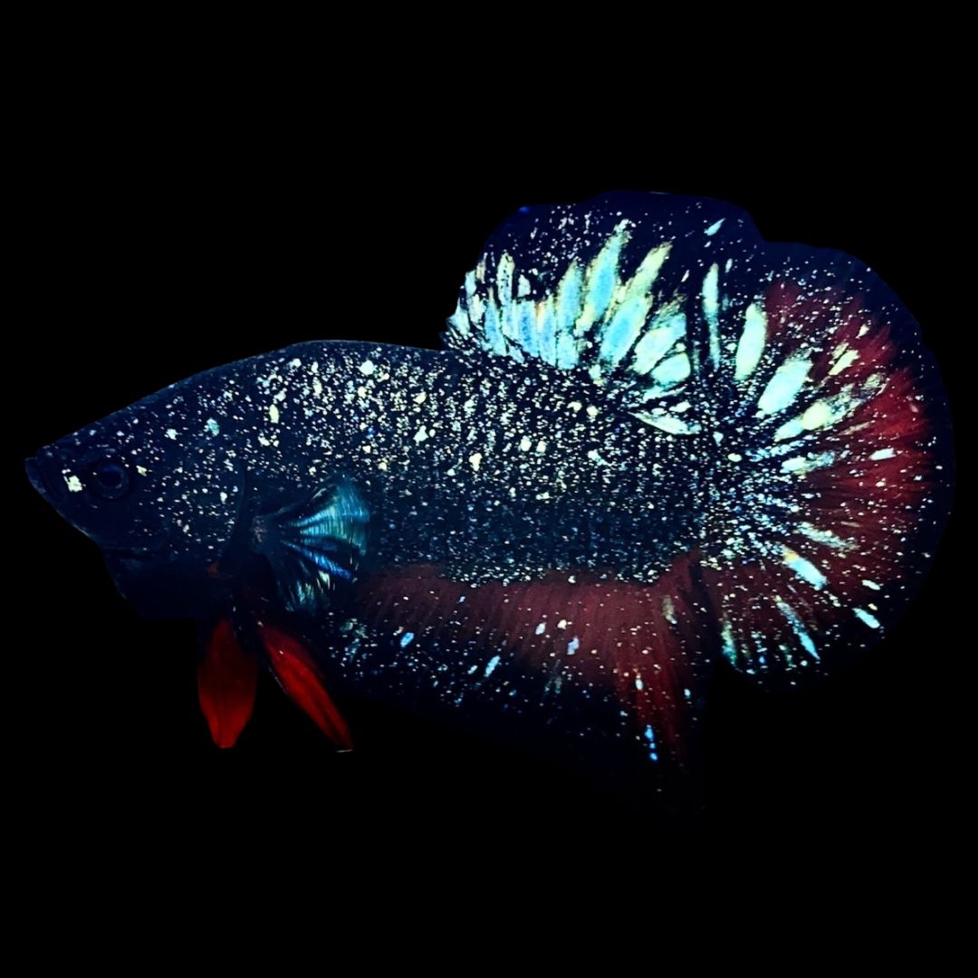 Rare Avatar Betta Fish