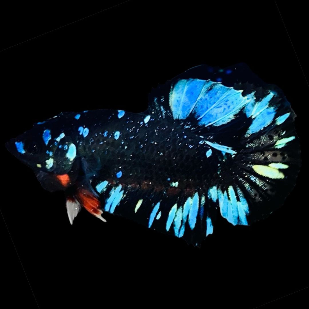 Rare Avatar Betta Fish