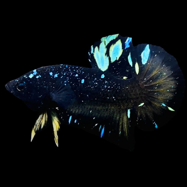 Rare Avatar Betta Fish