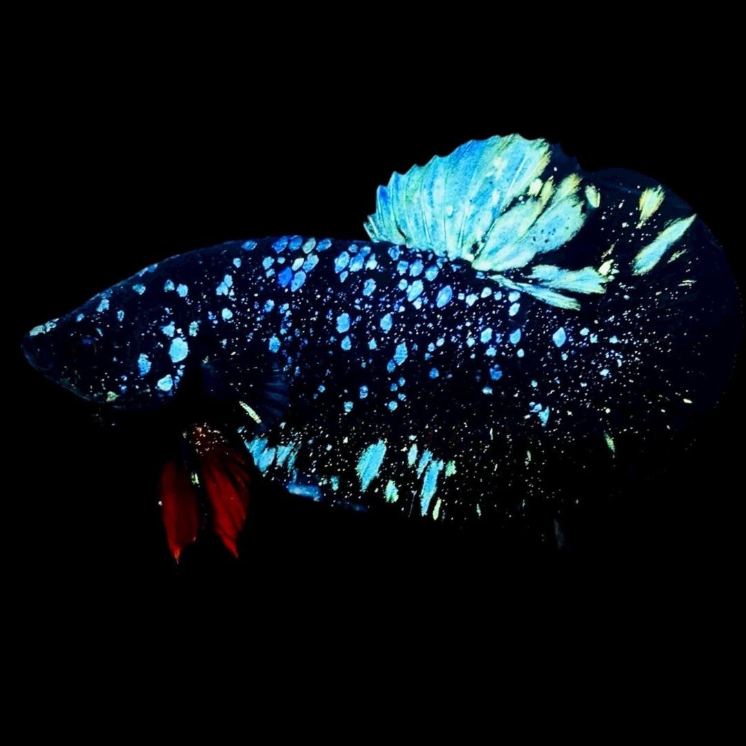 Rare Avatar Betta Fish