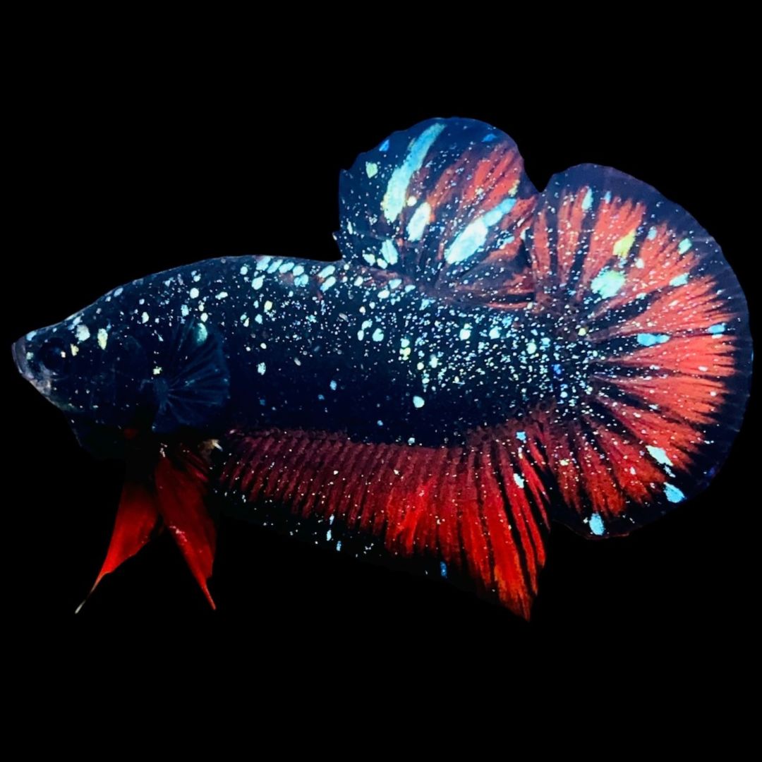 Rare Avatar Betta Fish