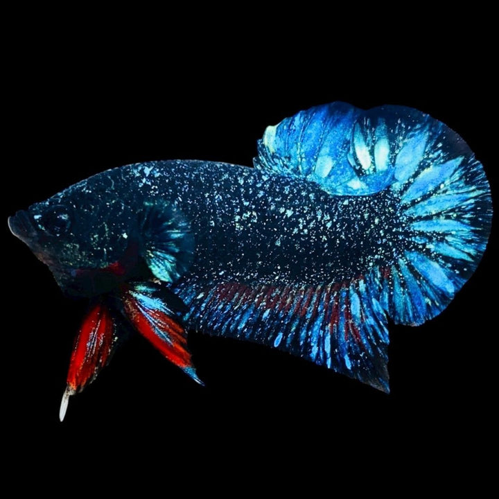 Rare Avatar Betta Fish