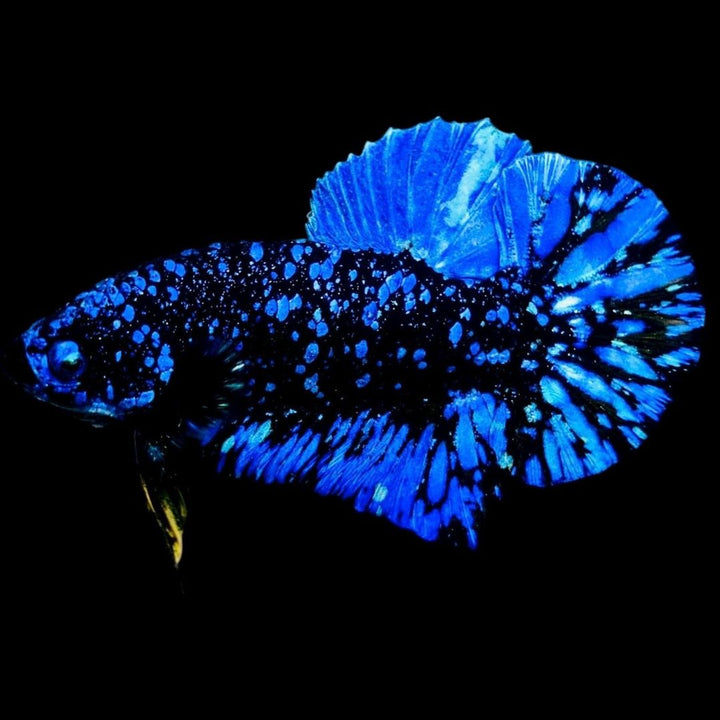 Rare Avatar Betta Fish