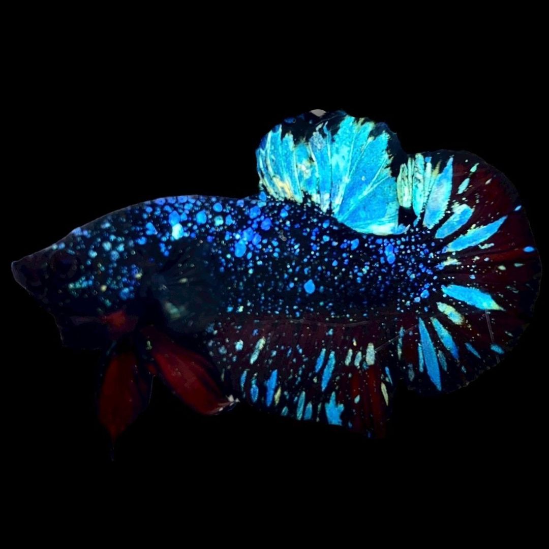 Rare Avatar Betta Fish