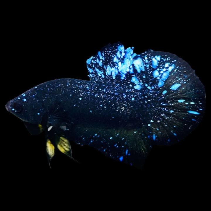 Rare Avatar Betta Fish