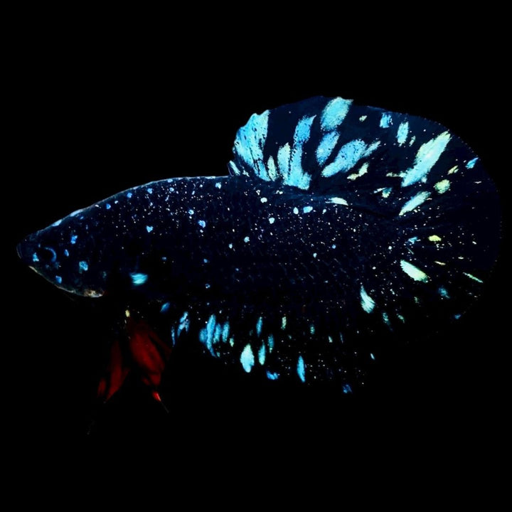 Rare Avatar Betta Fish