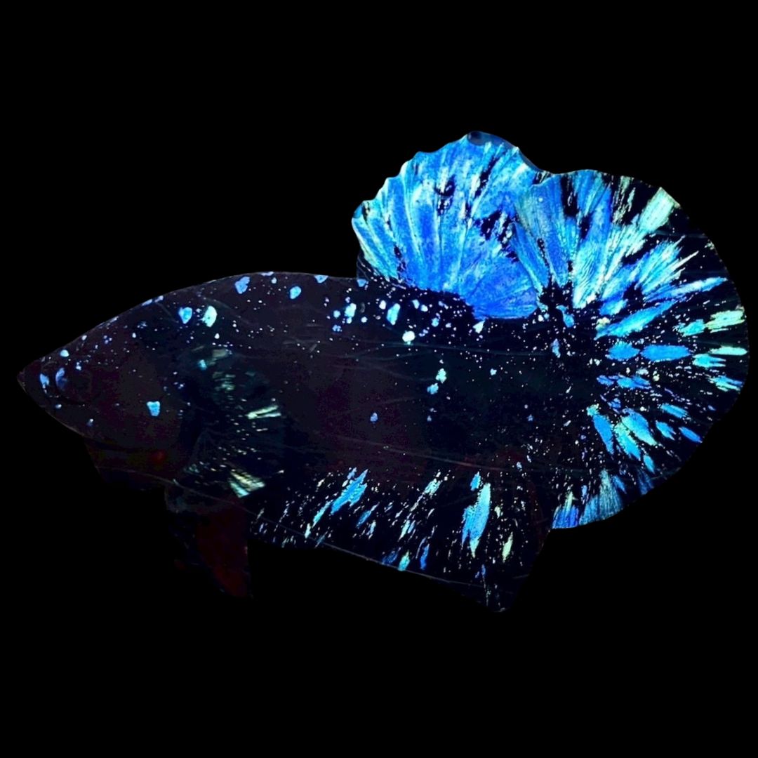 Rare Avatar Betta Fish