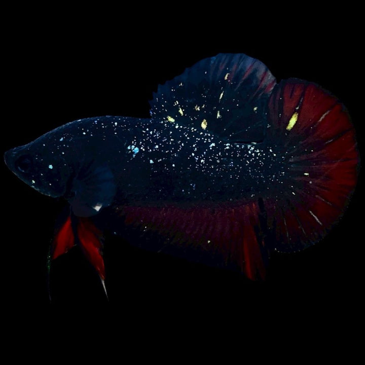 Rare Avatar Betta Fish