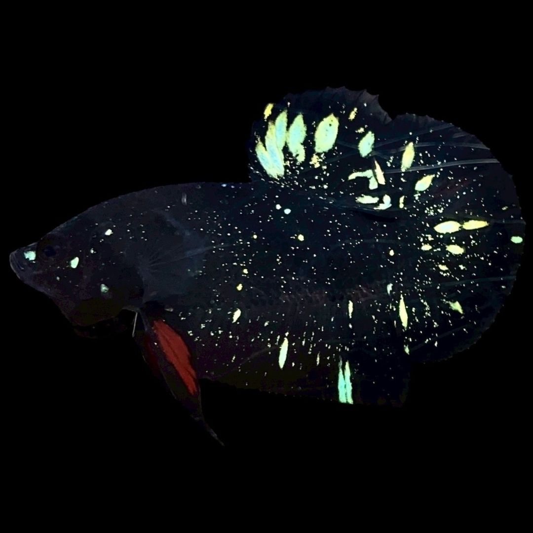 Rare Avatar Betta Fish