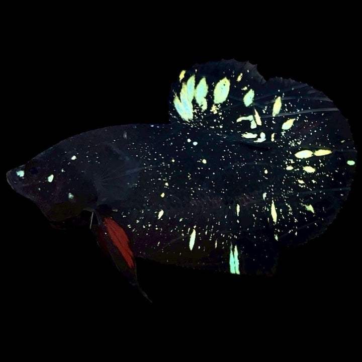 Rare Avatar Betta Fish