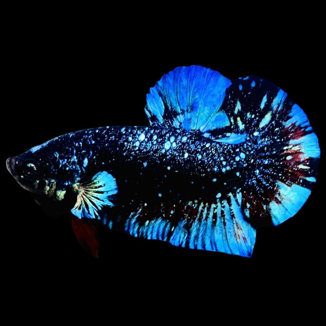 Rare Avatar Betta Fish