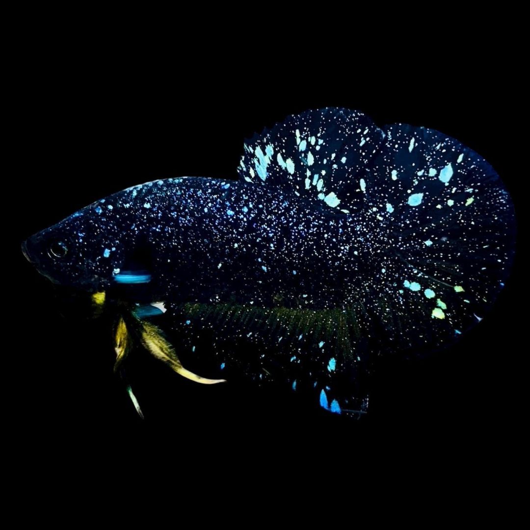 Rare Avatar Betta Fish