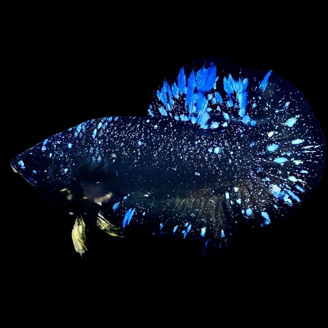 Rare Avatar Betta Fish