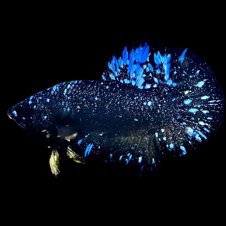 Rare Avatar Betta Fish