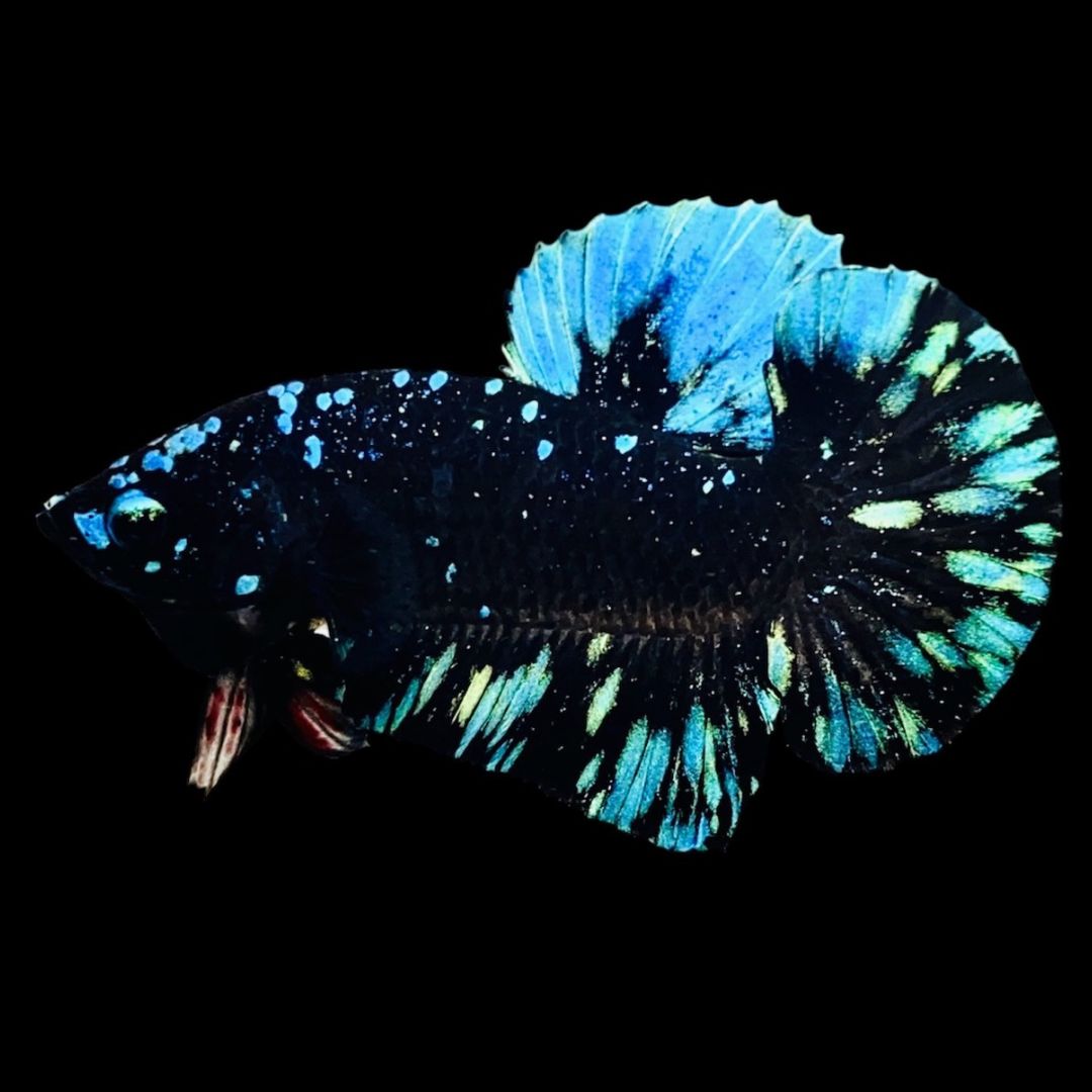 Rare Avatar Betta Fish