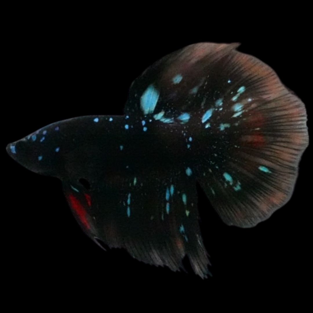 Rare Avatar Betta Fish