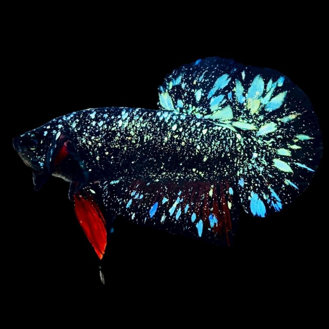 Rare Avatar Betta Fish