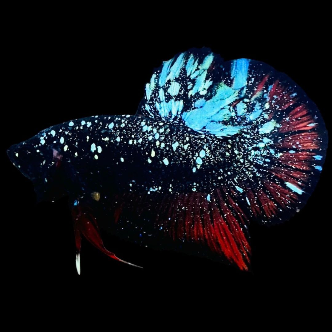 Rare Avatar Betta Fish