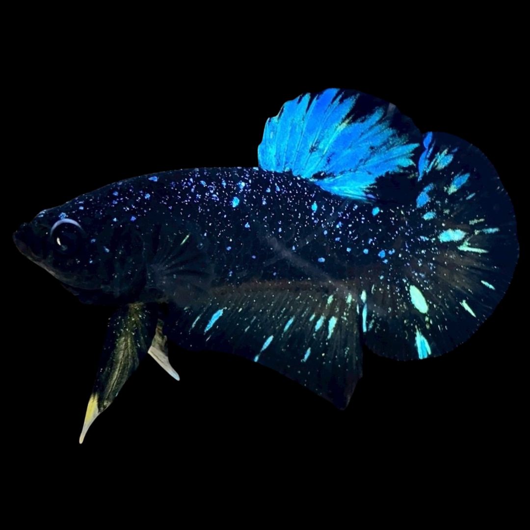 Rare Avatar Betta Fish