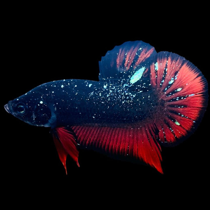 Rare Avatar Betta Fish