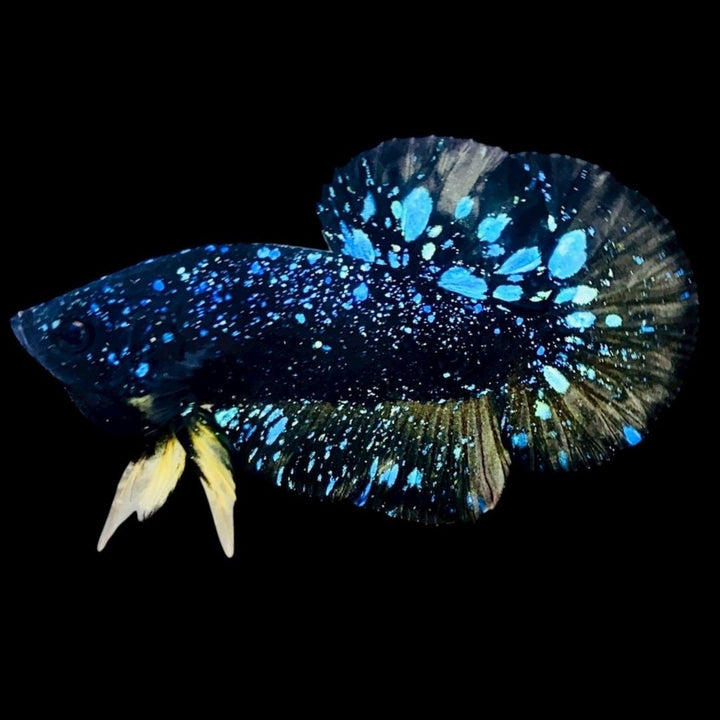 Rare Avatar Betta Fish