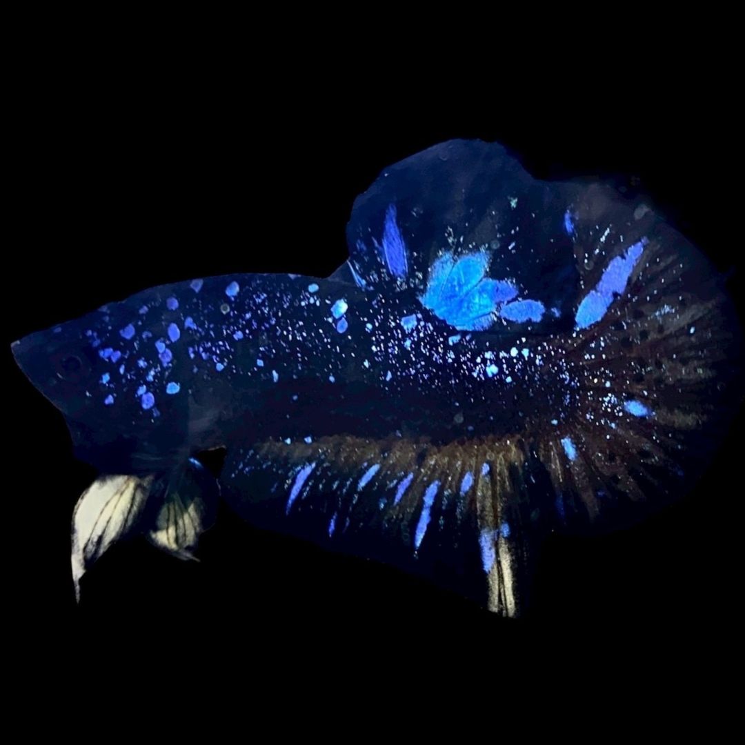Rare Avatar Betta Fish