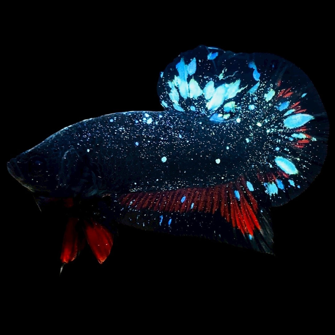 Rare Avatar Betta Fish
