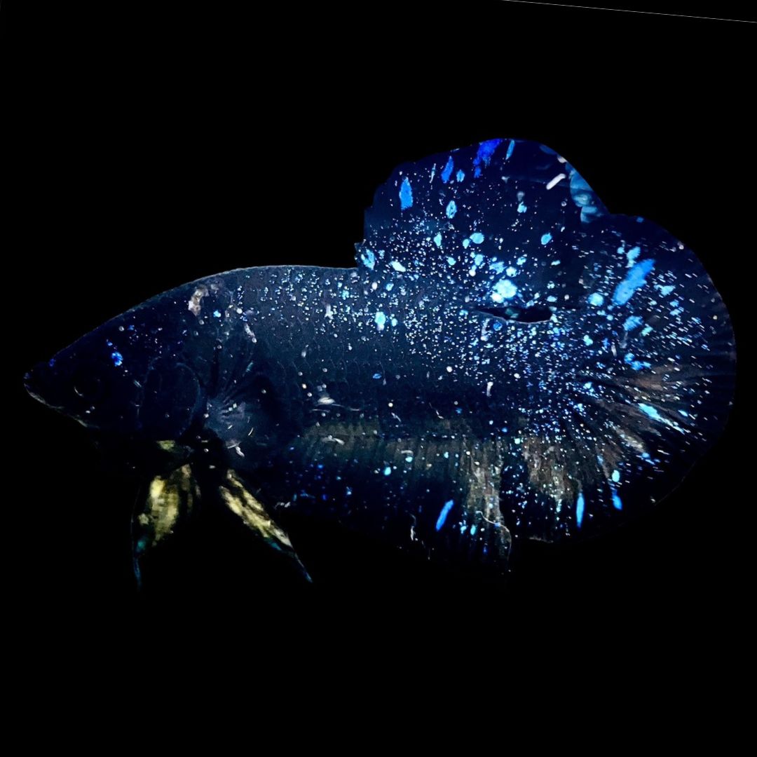 Rare Avatar Betta Fish