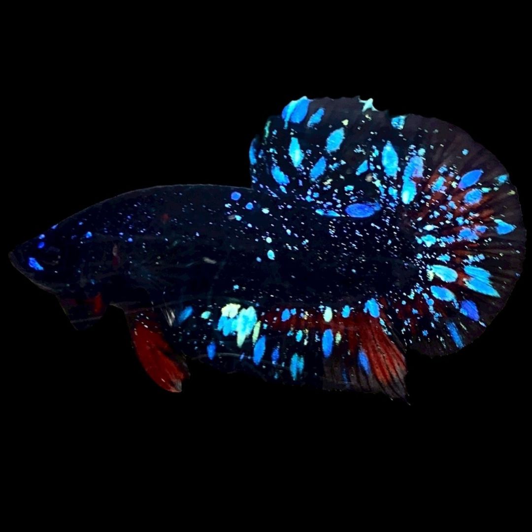 Rare Avatar Betta Fish