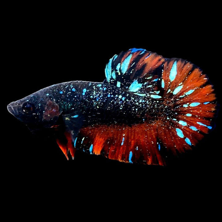 Rare Avatar Betta Fish