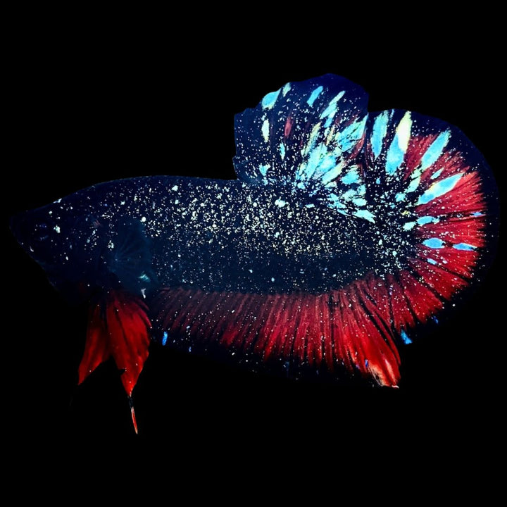Rare Avatar Betta Fish