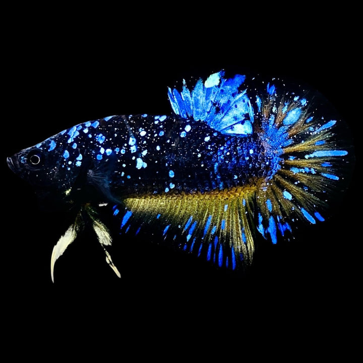 Rare Avatar Betta Fish (Male) - AV1002