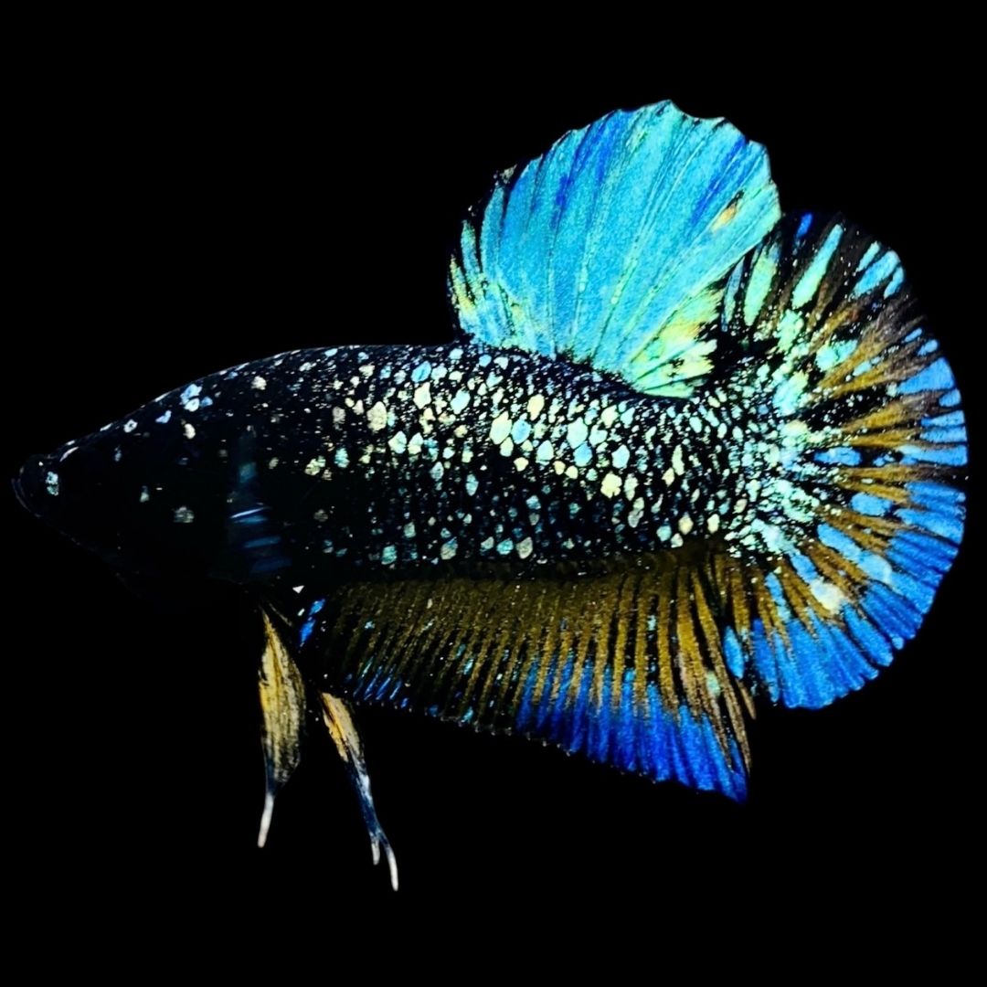Rare Avatar Betta Fish (Male) - AV1003
