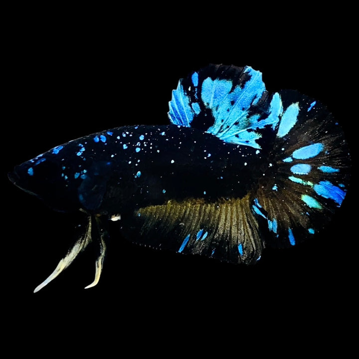 Rare Avatar Betta Fish (Male) - AV1004